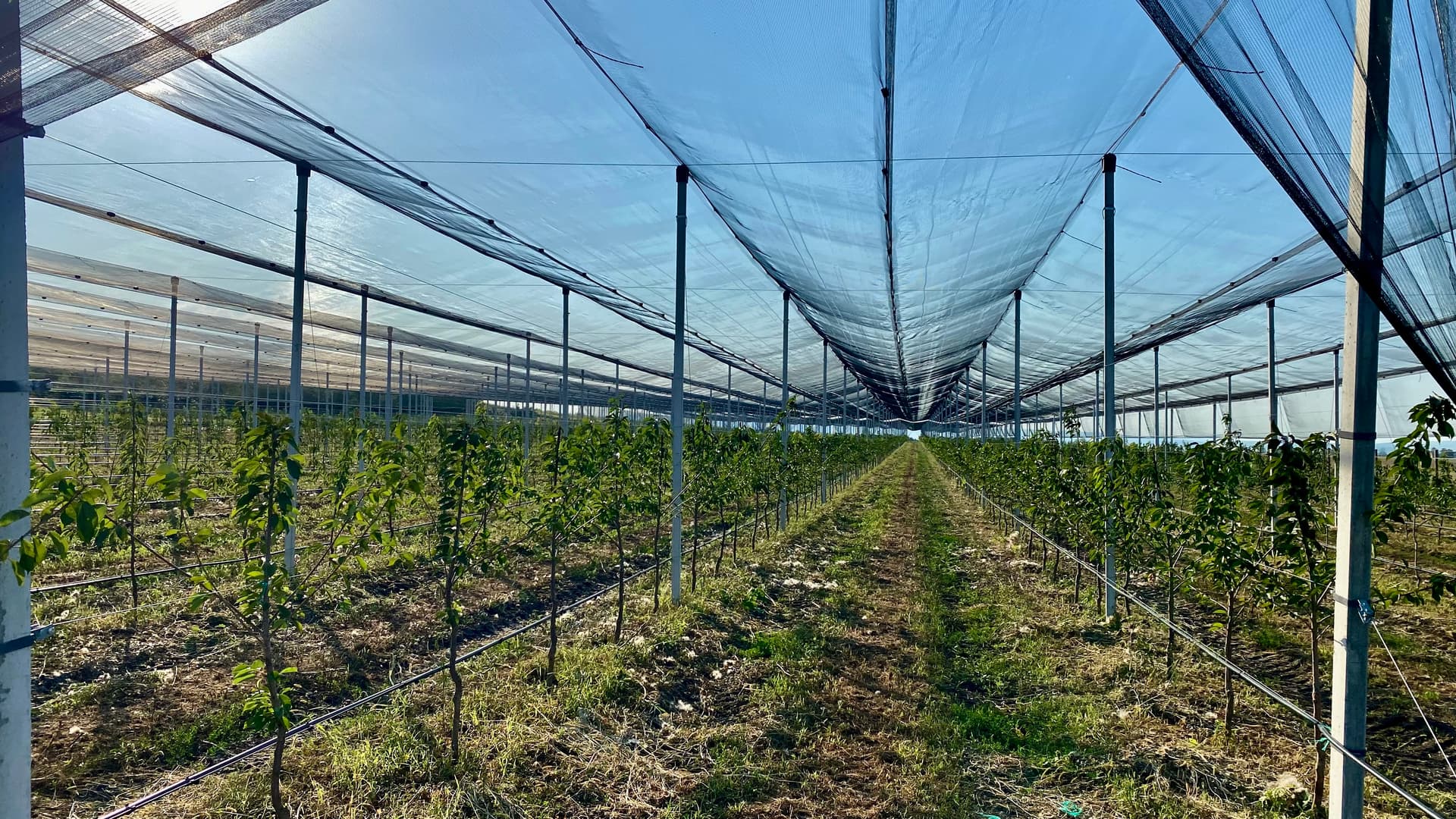 Extinderea livezii 2025 - sistem superintensiv